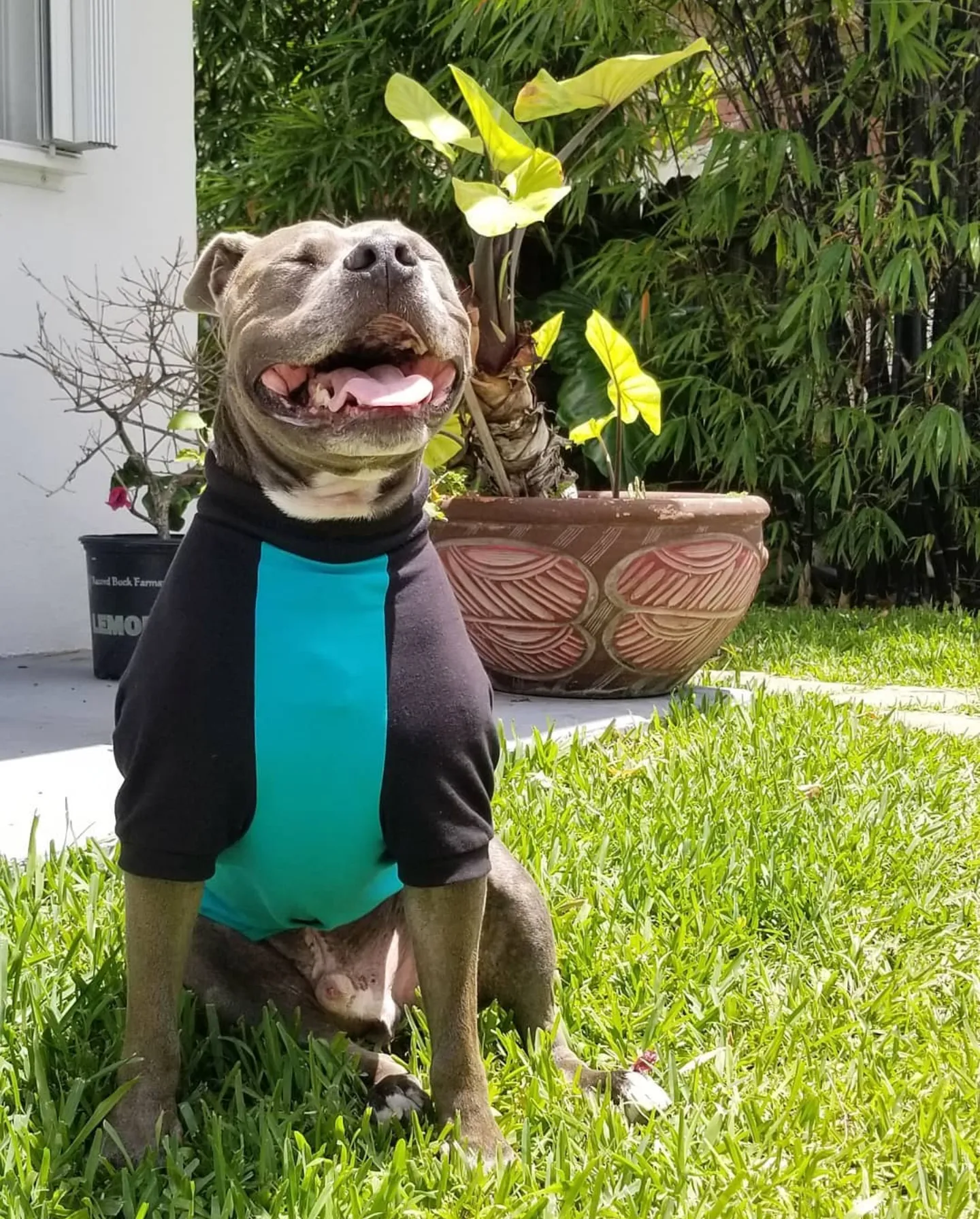 Raglan Dog Shirt with Name