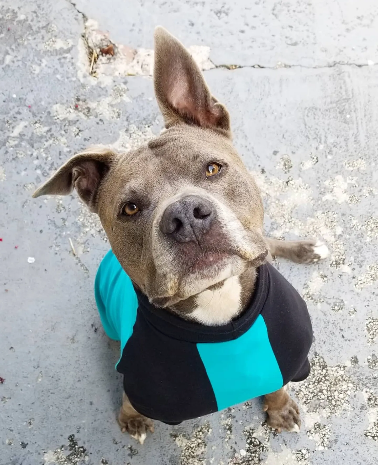 Raglan Dog Shirt with Name